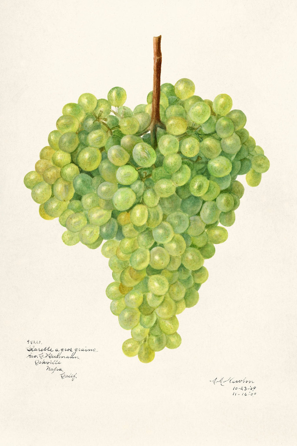Botanical Grape Cluster Wall Art
