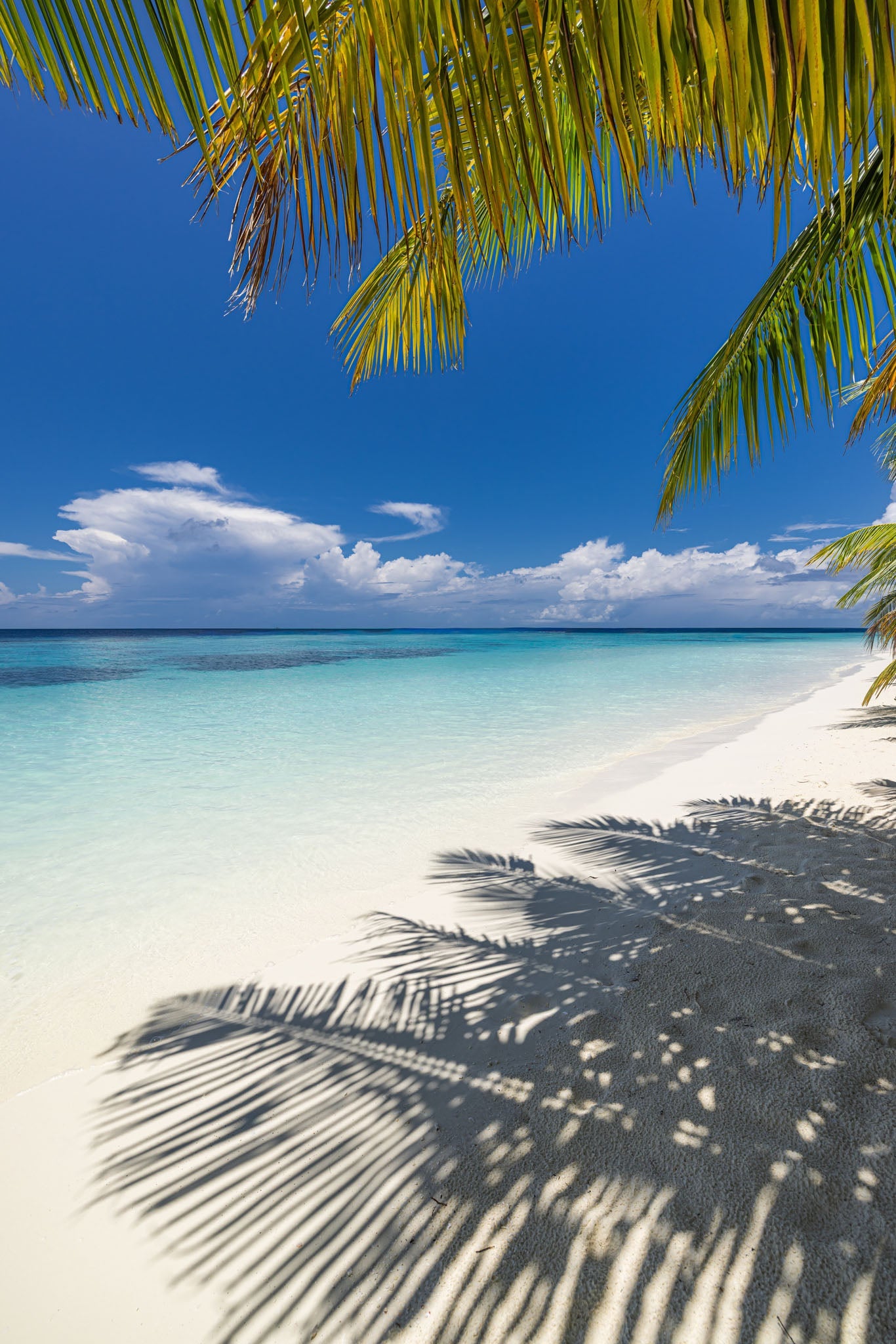 Tropical Beach Palm Tree Shadow Wall Art