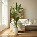 Tall Artificial Bird of Paradise Plant in Fiberglass Planter