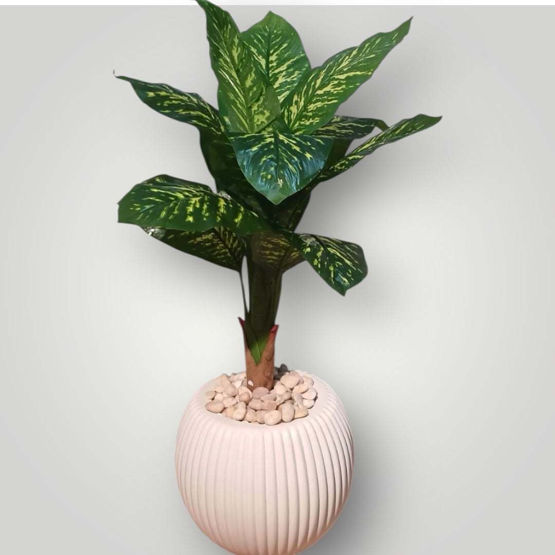 Artificial Dieffenbachia Plant in White Ribbed Pot