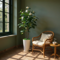 Tall Artificial Camellia Tree with White Flowers in Textured Pot