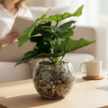 Artificial Green Plant in Glass Vase