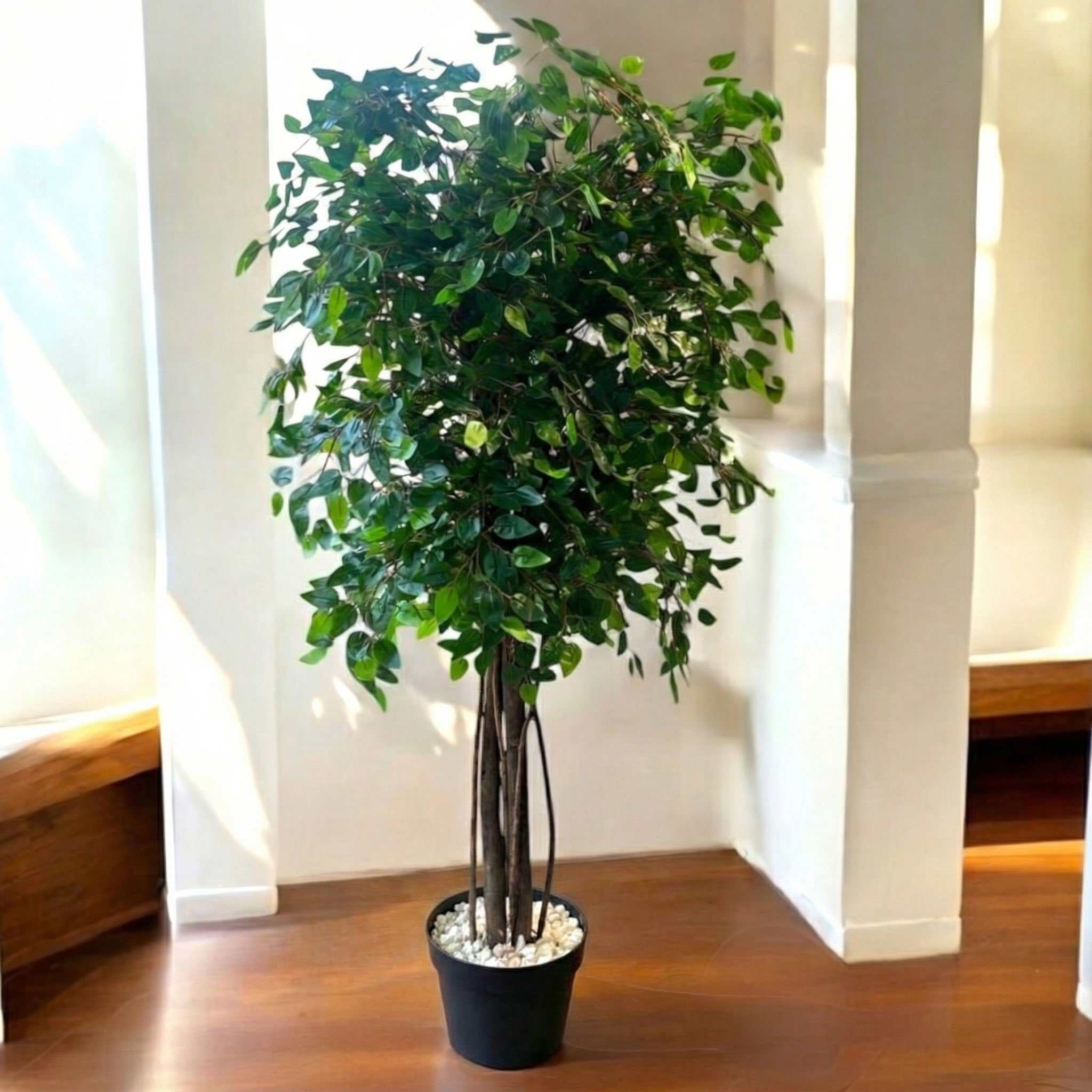Tall Artificial Ficus Tree in White Pot