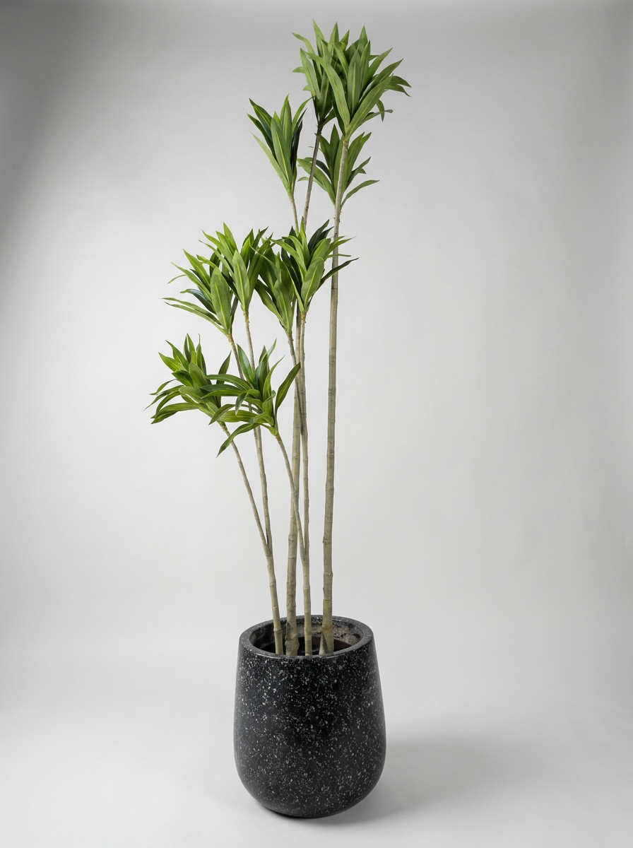 Artificial Dracaena Plant in Fiber Glass Pot