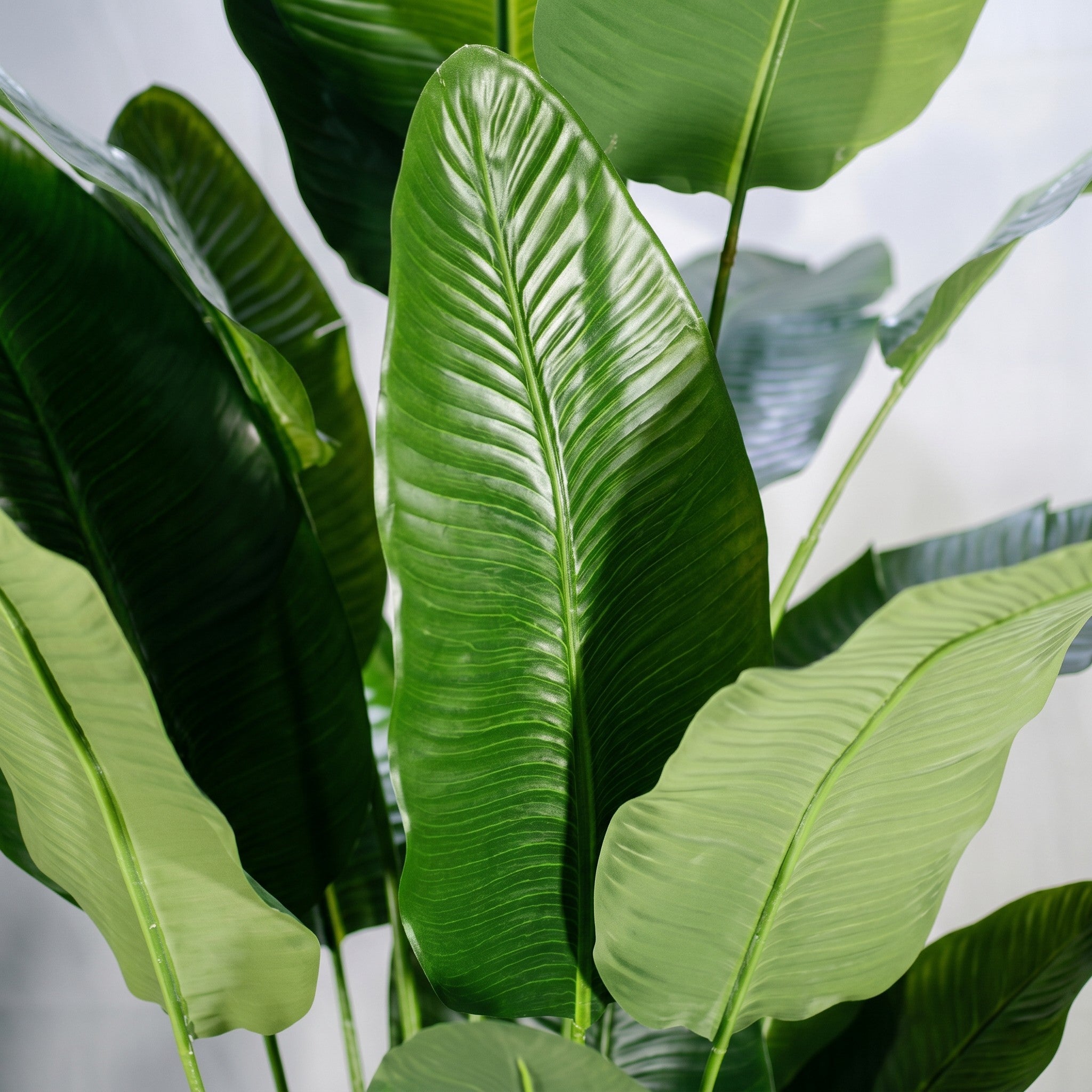 Large Faux Bird Of Paradise Plant In Fiber Glass Pot