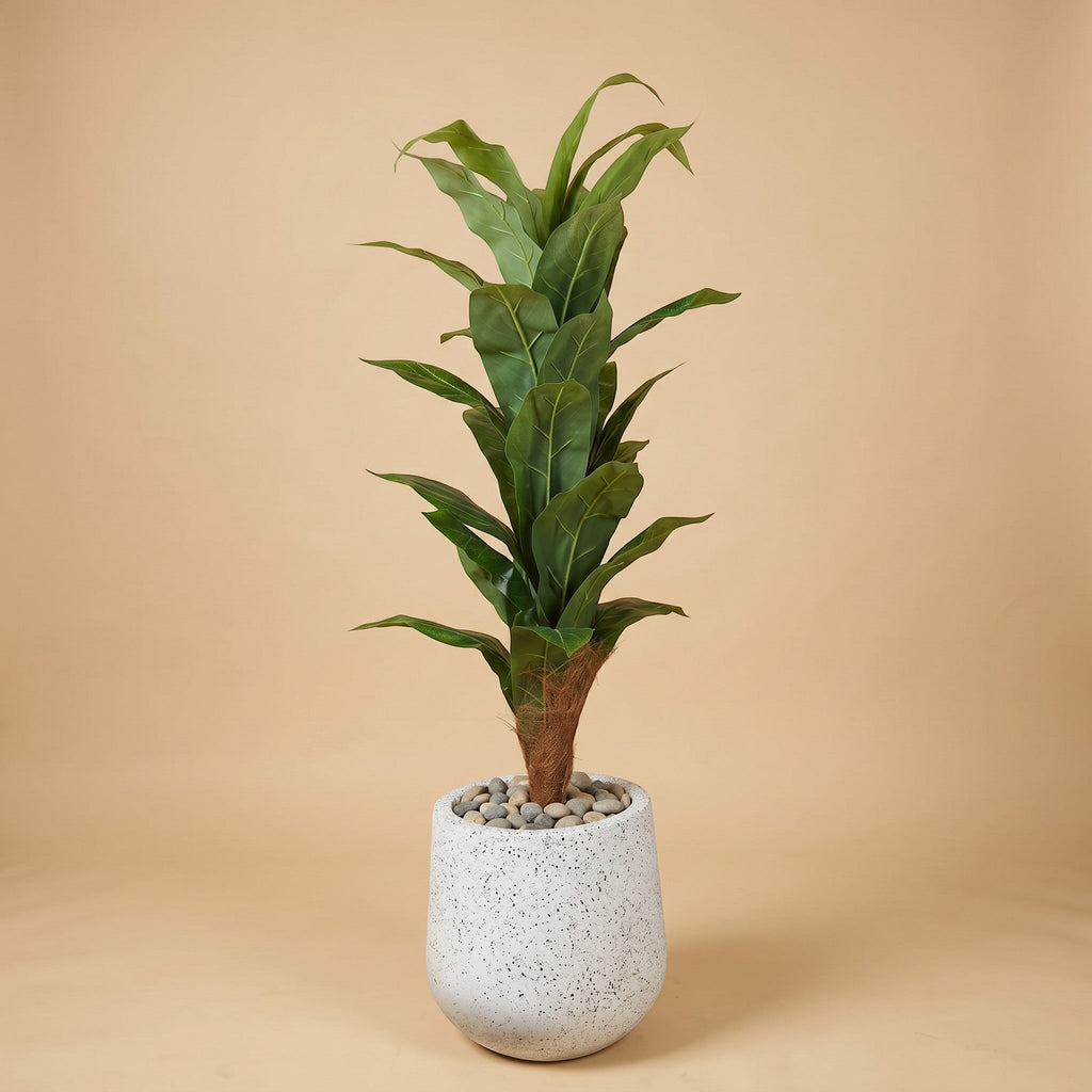 Large Fiddle Leaf Fig Tree in Fiber Glass Pot