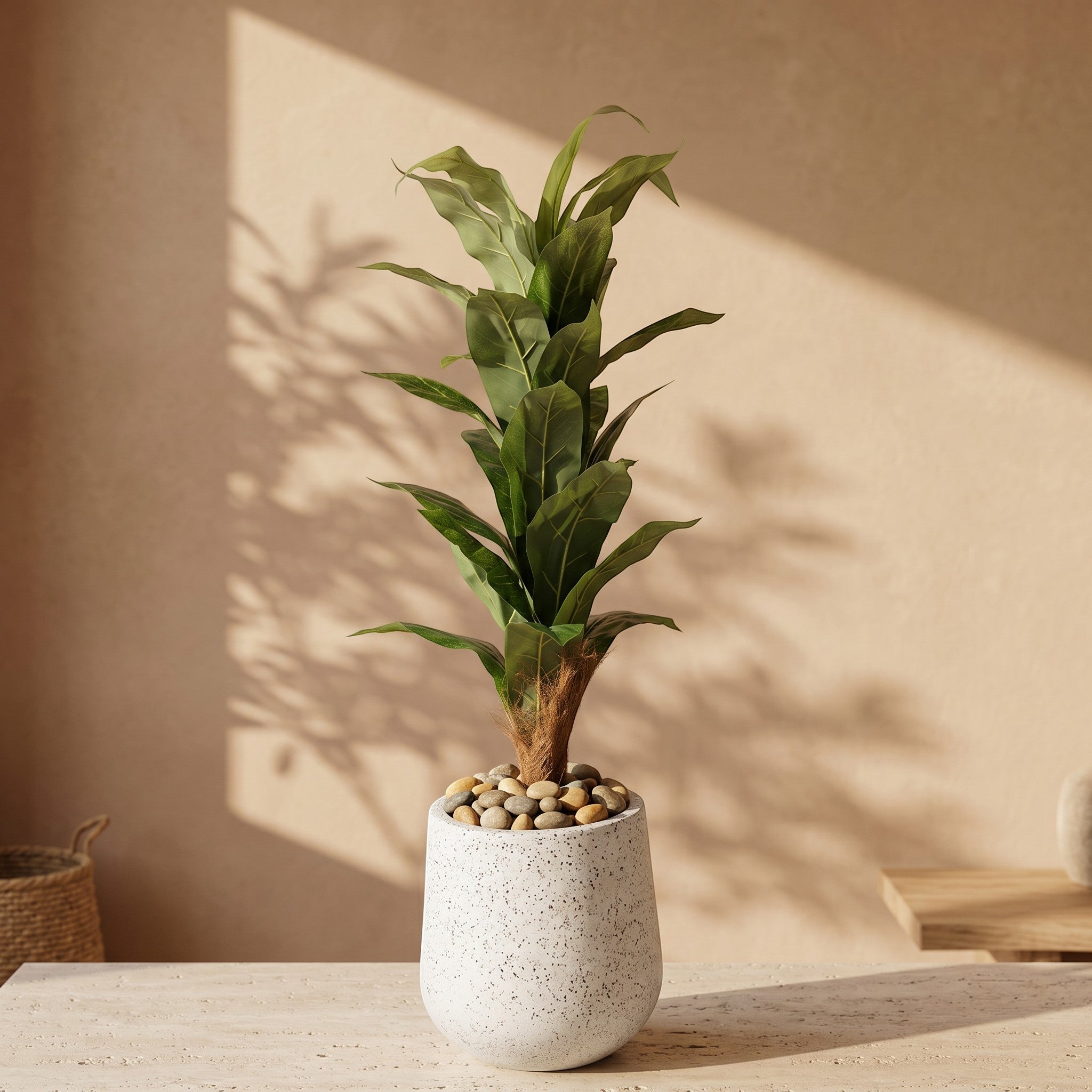 Large Fiddle Leaf Fig Tree in Fiber Glass Pot