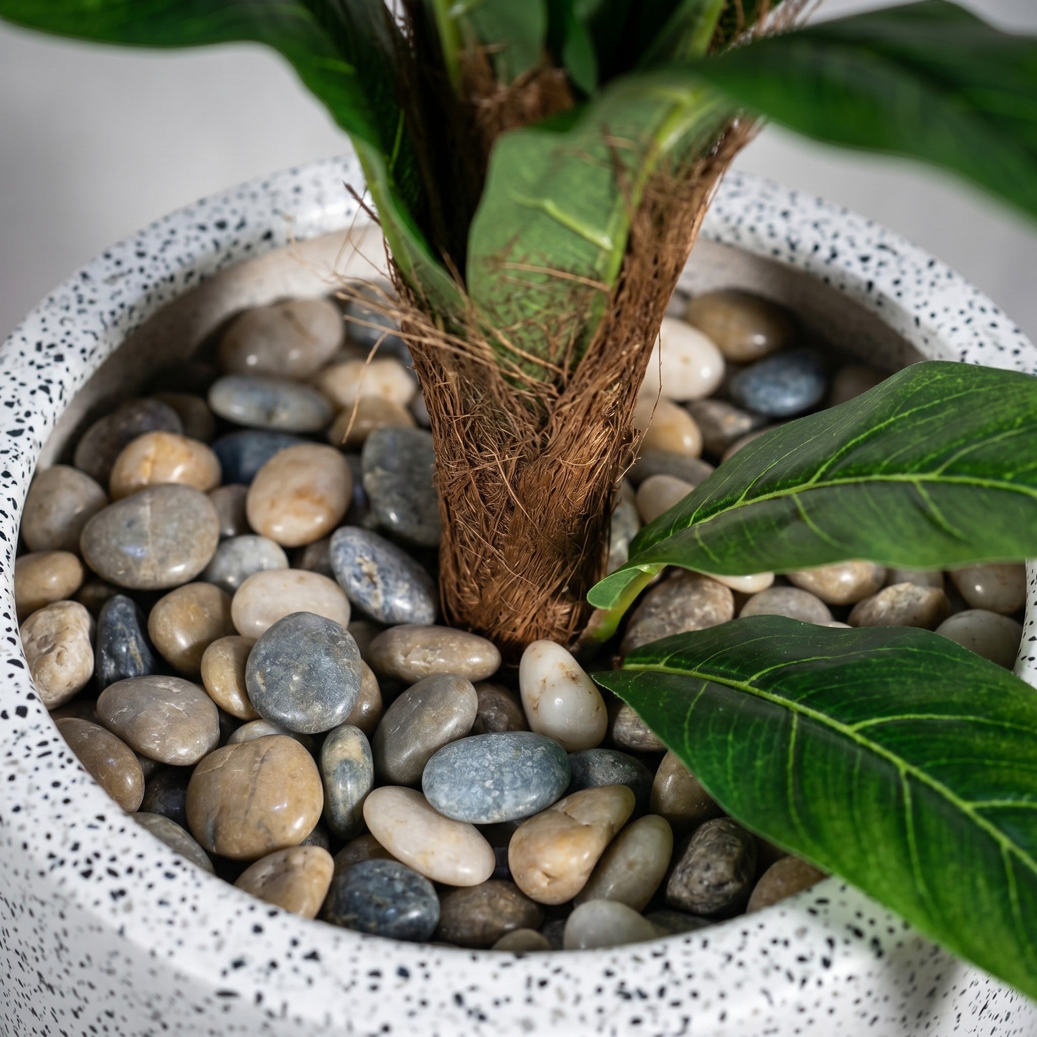Large Fiddle Leaf Fig Tree in Fiber Glass Pot