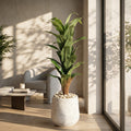 Large Fiddle Leaf Fig Tree in Fiber Glass Pot