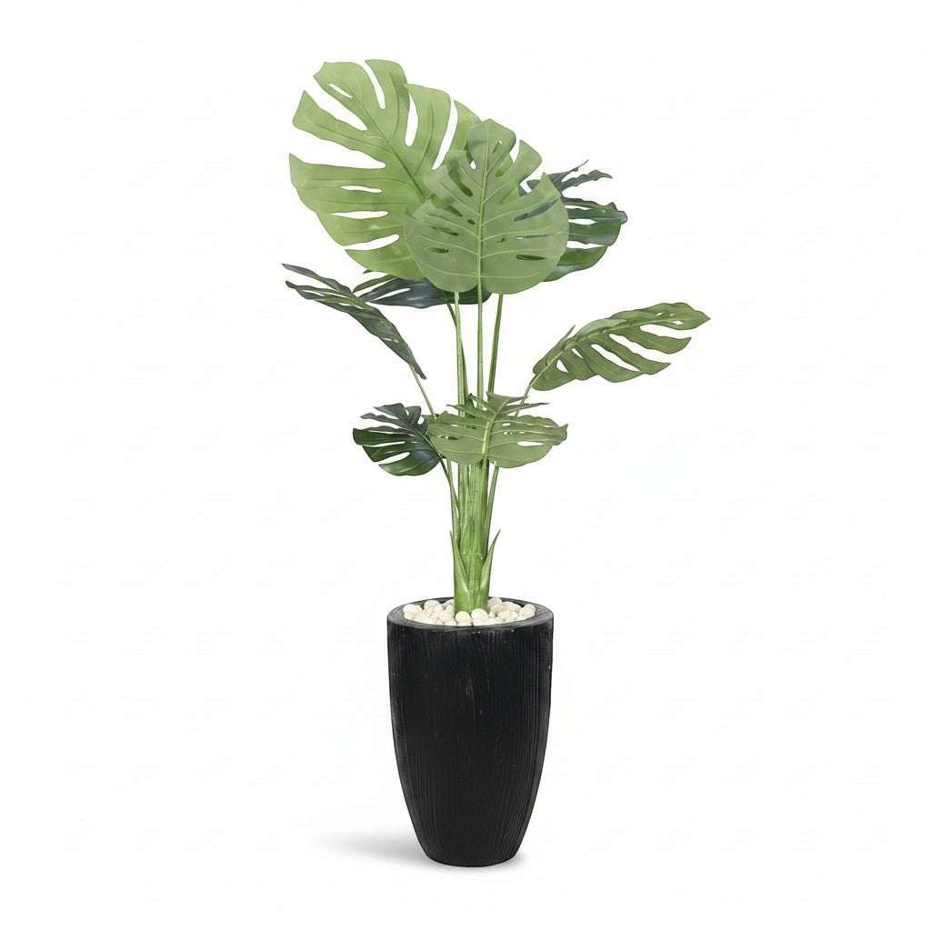 Large Monstera Plant In Textured Pot