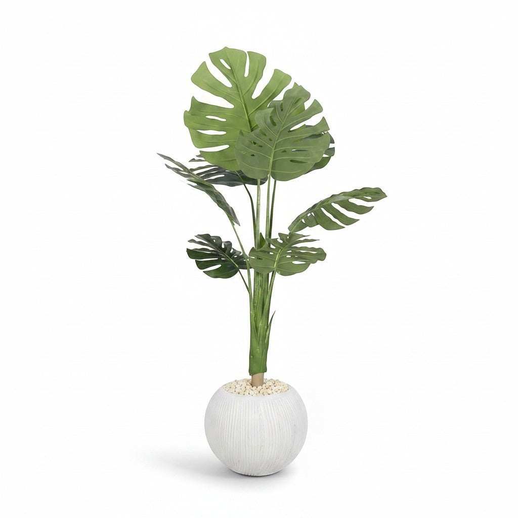Large Monstera Plant In Textured Pot