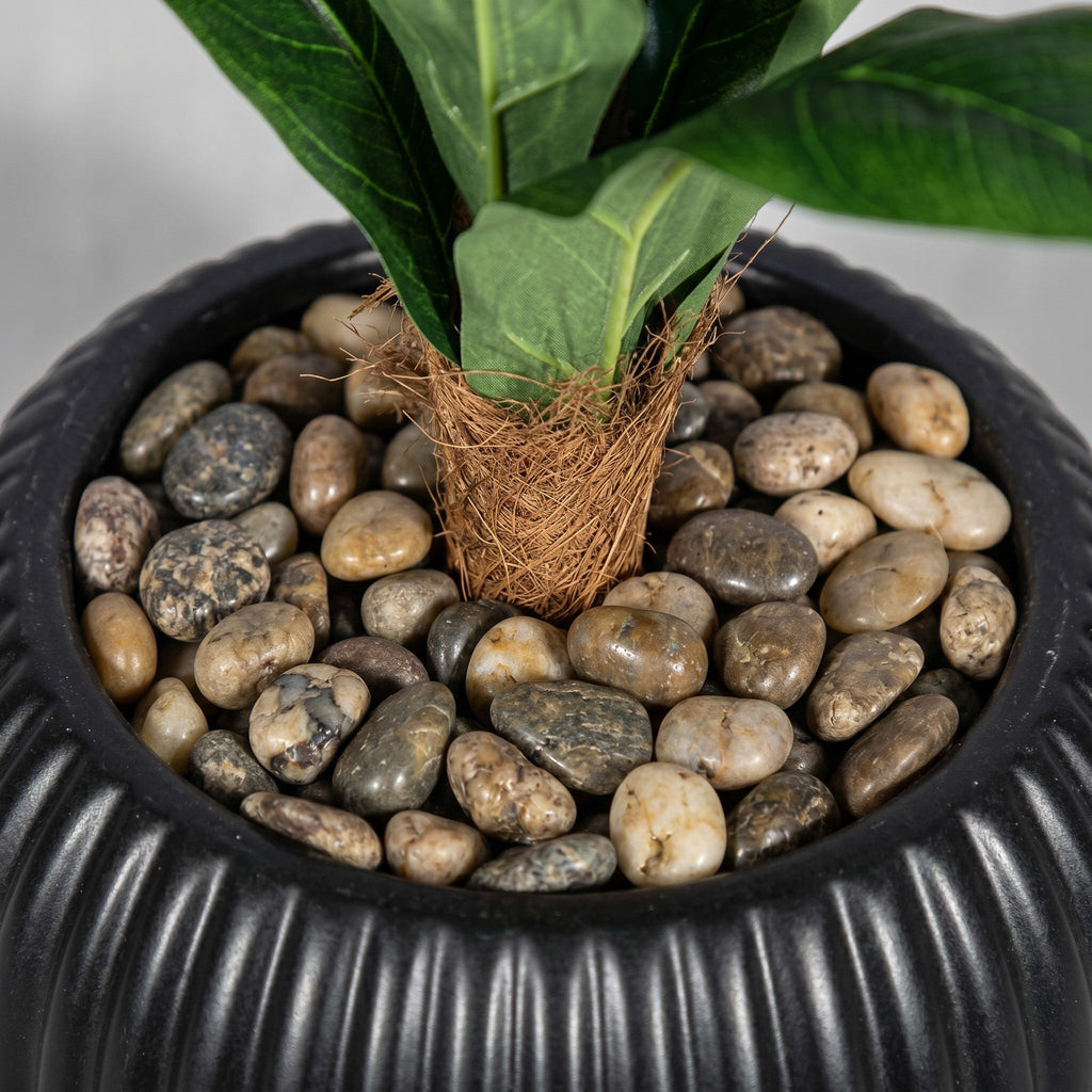 Tall Fiddle Leaf Fig Tree In Decorative Planter