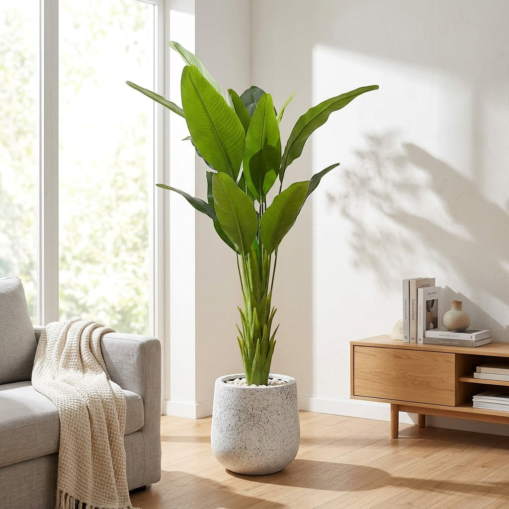 Bird Of Paradise Plant in Fiber Glass Pot
