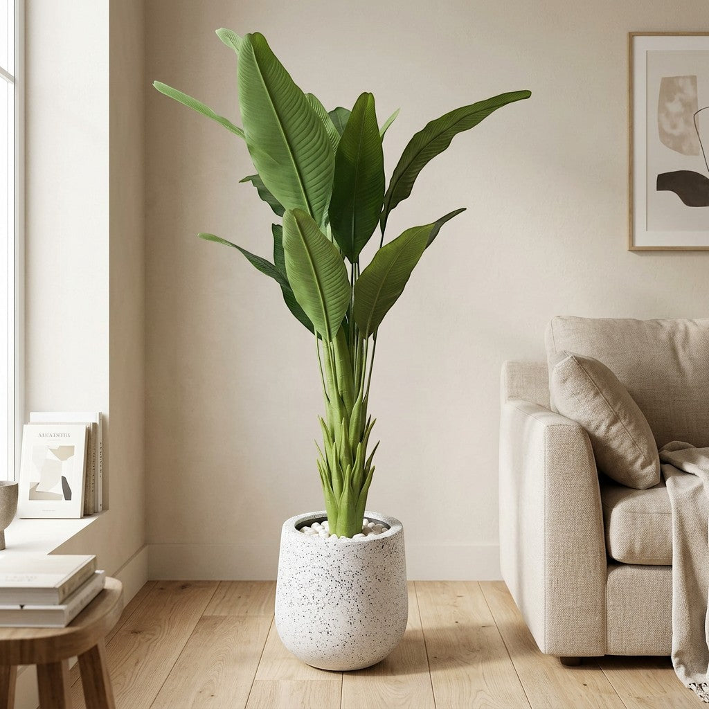 Bird Of Paradise Plant in Fiber Glass Pot