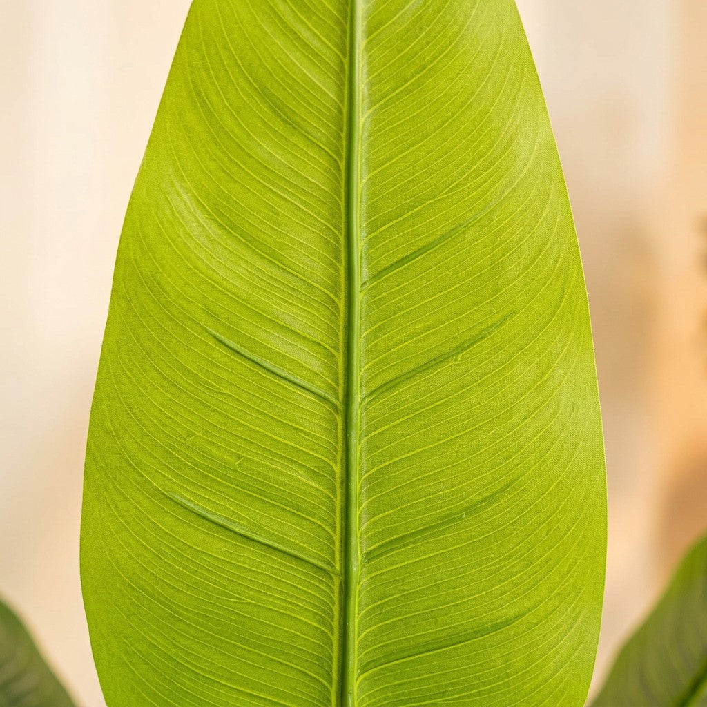Bird Of Paradise Plant in Fiber Glass Pot