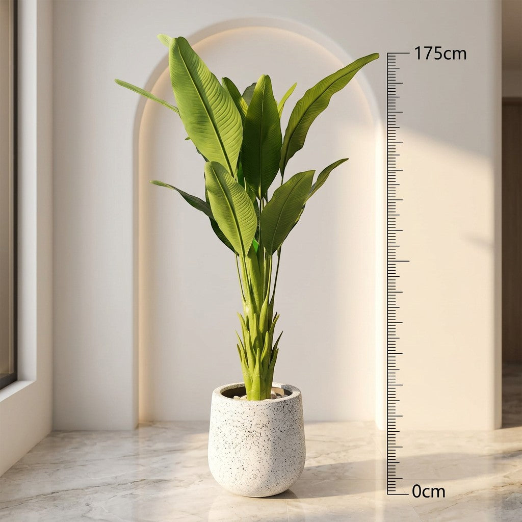 Bird Of Paradise Plant in Fiber Glass Pot