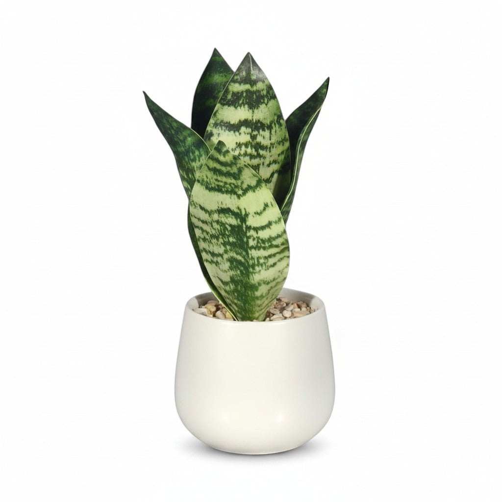 Snake Plant In White Ceramic Pot